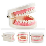Arcada Dental Para Estudio Y Práctica Odontologica