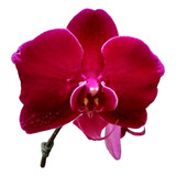 Orquídea Phalaenopsis Vermelha Pre Adulta