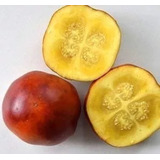Fruta Amazônica Maná Cubiú Solanum Sementes Orgânicas