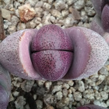 1 Pleiospilos Nellii Royal Flush (cactus Piedra/suculentas)