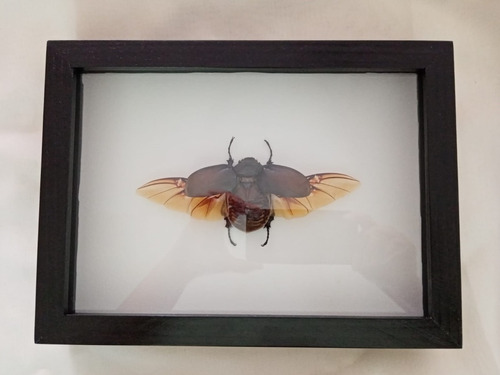 Cuadro Escarabajo Megasoma Disecado Hpvgm