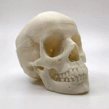 Cráneo Anatómico 3d - Anatomía - Stock Disponible