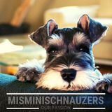 Schnauzer Mini Machito Salpy Exclusivo Mismischnauzers