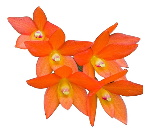 Orquidea Cattleya Cernua O Sophronitis Plantas