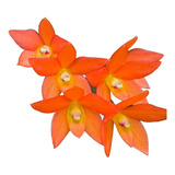 Orquidea Cattleya Cernua O Sophronitis Plantas