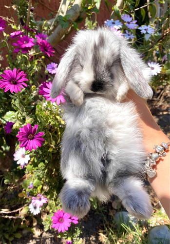 Conejitos Enanos Raza Mini Lop Orejas Caídas