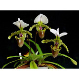 Orquídea Sapatinho Paphiopedilum Alfred Dimmock - Adulta !!!