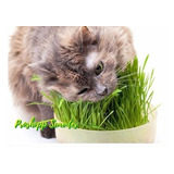 20 Mil Sementes Da Grama Dos Gatos Verdadeira Cat Grass