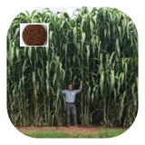 Sorgo Forrageiro Gigante 1kg Tipo Boliviano! Promoçao*