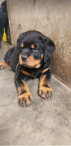 Cachorros Rottweiler Aleman 