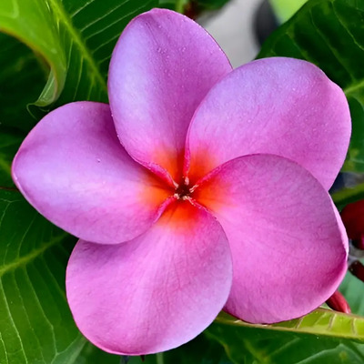 Plumería Rubra Flor Color Rosado | Envío gratis