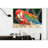 Vinilo Decorativo 60x90cm Guacamayo Pajaro Aves Loro M6