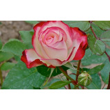 1 Enredadera Rosal Rosa Regular Petalo De Fuego  No Semilla
