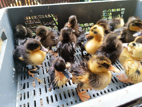 Patos Chilenos