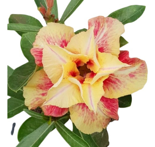  Rosa Do Deserto Exótica Tampa Amarela Flor