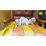 Venta Perros Mini Toy French Poodle