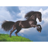 Caballo Andaluz Frison Negro Rompecabezas 500 Pz Clementoni