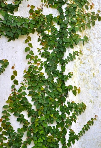 Planta Enamorada Del Muro Ficus Repen Interior Tierra Maceta