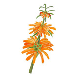 Sementes Cordão De Frade Leonotis Nepetifolia Flor P/ Mudas