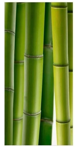 Cañas Bambu De 4m Envíos Cerco De Cañas Tutores Pergolas