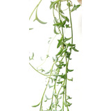 Planta Suculenta Delfín - Senecio Peregrinus