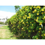 10 Sementes Alamanda Cerca Flor Allamanda Polyantha P/ Mudas