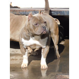 American Bully