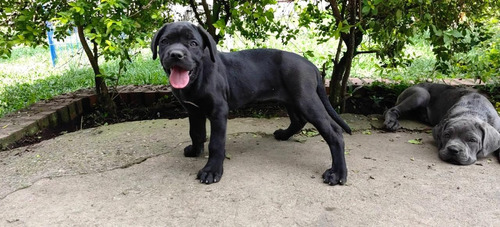 Cachorros Cane Corso Perros Mascotas Mastín Italiano