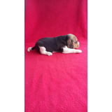 Perros Cachorros Beagle Bigol Bigitoy Mini Perritos Puppy