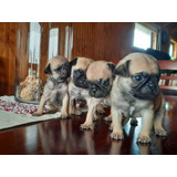 Cachorros Pug