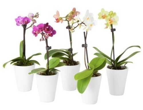 Orquidea Phalaenopsis Lindas Varias Cores Promocao C/10 Vaso