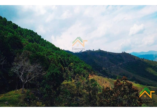 Vendo Finca De Gran Extension En Betulia - Imagen 4