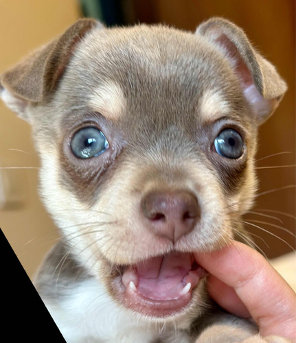 Chihuahua Mini Macho