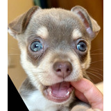 Chihuahua Mini Macho