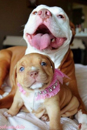 Filhotes Lindos De American Bully 