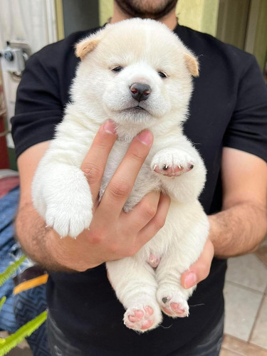 Cachorros Shiba Inu Blancos Exóticos Perros Medellín Bogotá