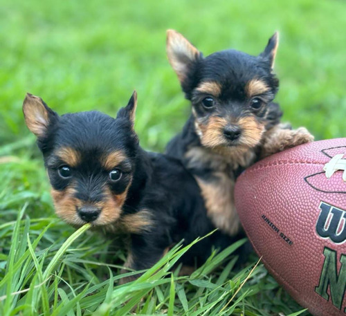 Cachorros Yorkshire Pura Raza Pereira Animal Pets Colombia 