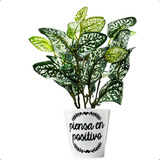 Planta Artificial Con Maceta Y Frases Ideal Regalo Original