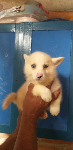 Cachorros Pomsky