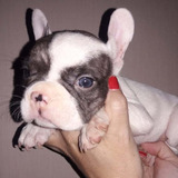 Bulldog Francés Machito Pied Merle 