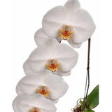 Orquídea Phalaenopsis Cascata Alba Planta Adulta Natural