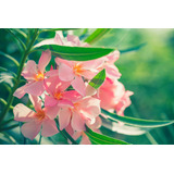 Laurel De Flor , Grande (nerium Oleander)