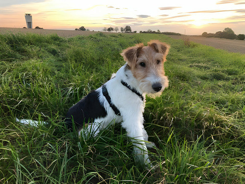 Cachorros Fox Terrier Pelo Duro Con Registro Perros En Venta