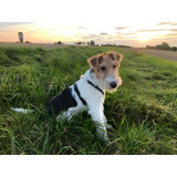 Cachorros Fox Terrier Pelo Duro Con Registro Perros En Venta