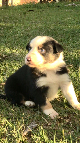 Filhote De Border Collie, O Cachorro Mais Inteligente