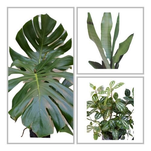 Monstera 1mt+ Sansevieria Moonshine+ Zebrina Pilea 4lts.