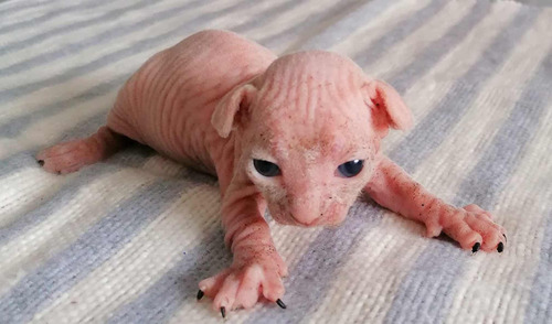 Gato Esfinge, (hembra Y Macho) Sphynx