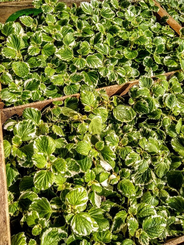 Promo Cajón 15 Incienso - Plectranthus Coleoides - Malva M12