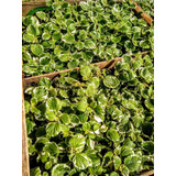 Promo Cajón 15 Incienso - Plectranthus Coleoides - Malva M12