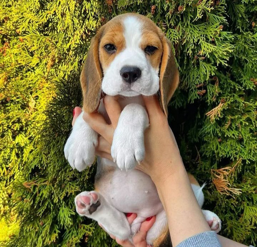 Cachorros Beagles Preciosos